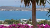 Aloe Paros Suites And Studios Drios Eksteriør billede
